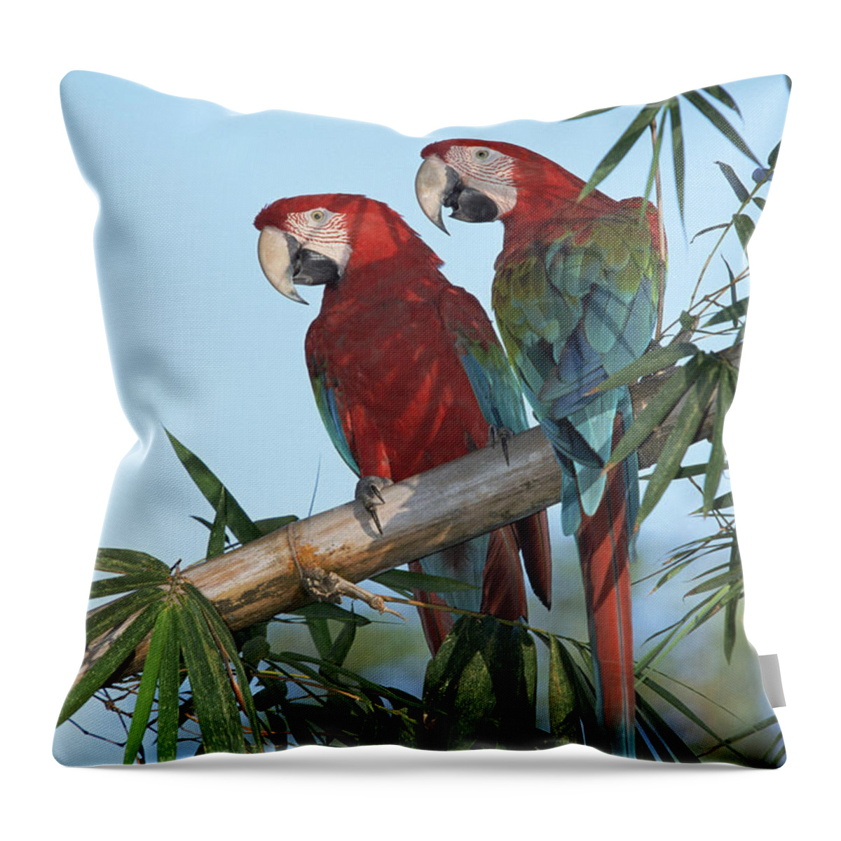 Mp Throw Pillow featuring the photograph Red And Green Macaw Ara Chloroptera by Konrad Wothe