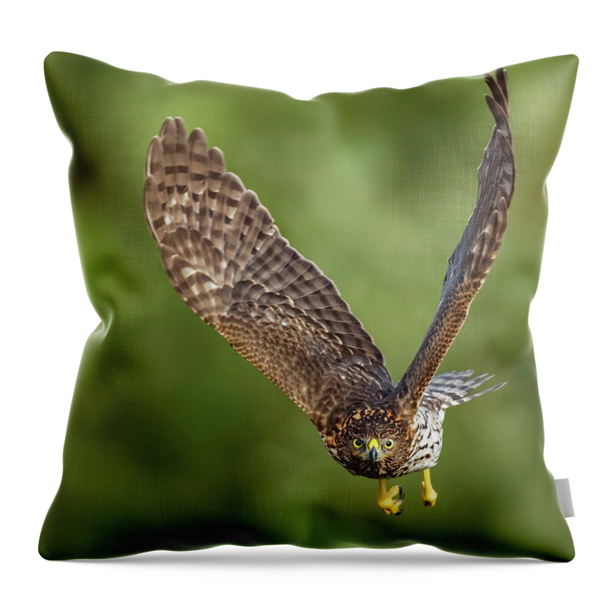 Amelia Island Throw Pillow featuring the photograph Red-Tailed Hawk by Peter Lakomy