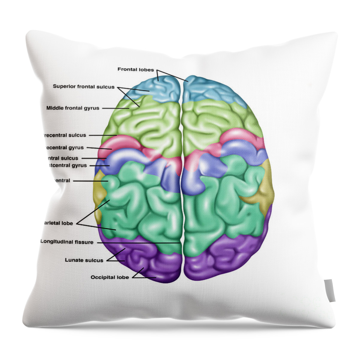 https://render.fineartamerica.com/images/rendered/default/throw-pillow/images/artworkimages/medium/1/2-top-view-of-normal-brain-illustration-gwen-shockey.jpg?&targetx=-13&targety=0&imagewidth=505&imageheight=479&modelwidth=479&modelheight=479&backgroundcolor=FBFDFB&orientation=0&producttype=throwpillow-14-14