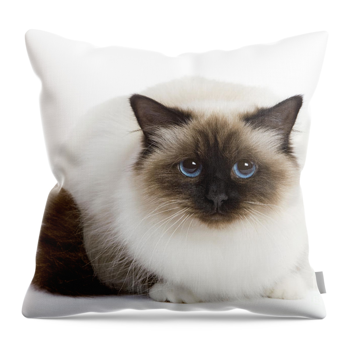 Cat Throw Pillow featuring the photograph Birman Cat by Jean-Michel Labat