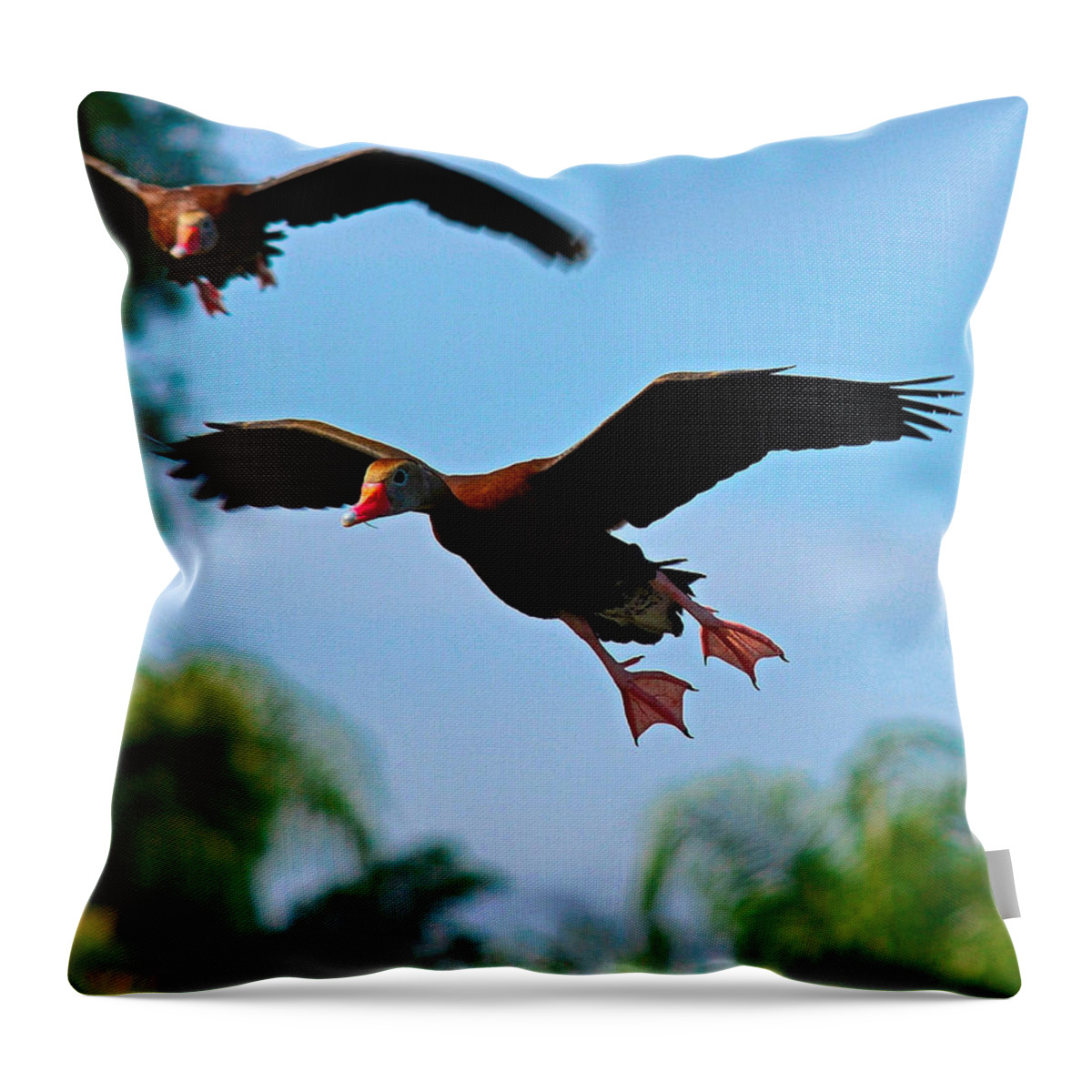 Birds Throw Pillow featuring the photograph 3 D by Alison Belsan Horton