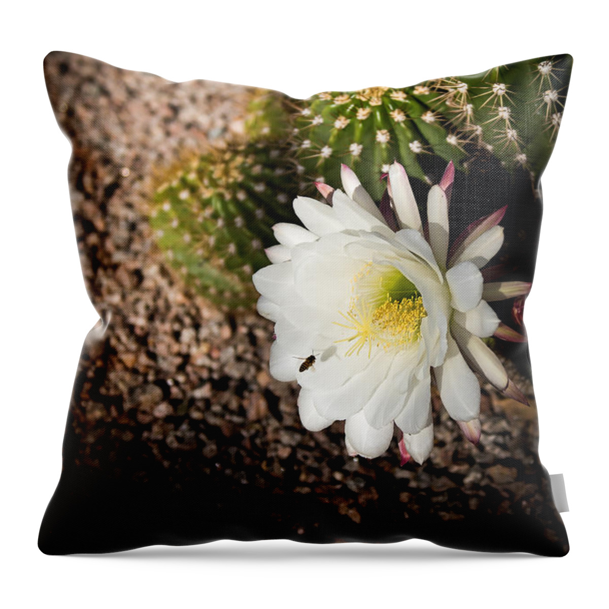 Argentine Giant Cactus Throw Pillow