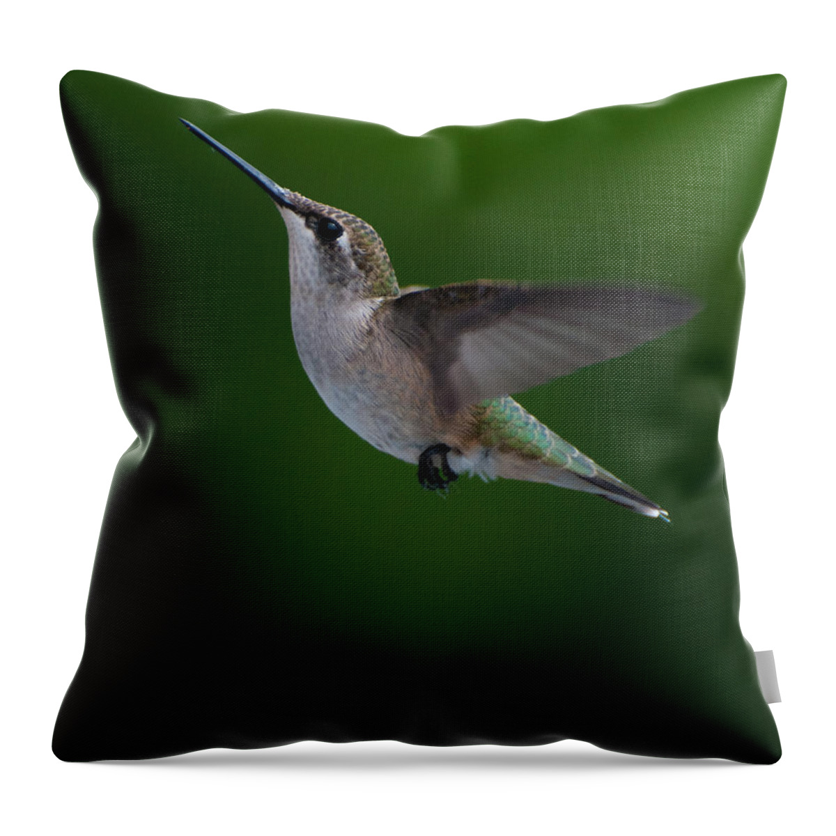 Hummers Throw Pillow featuring the photograph Female Ruby Throated Hummingbird #4 by Brenda Jacobs