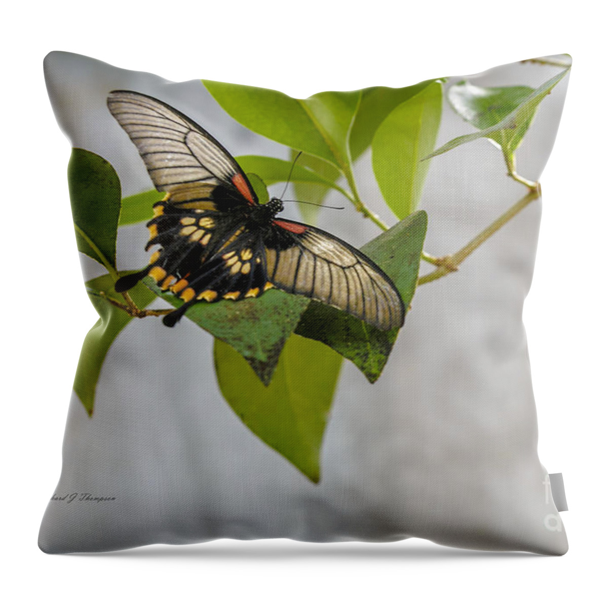 Butterfly Wonderland Throw Pillow featuring the photograph Butterfly #1 by Richard J Thompson