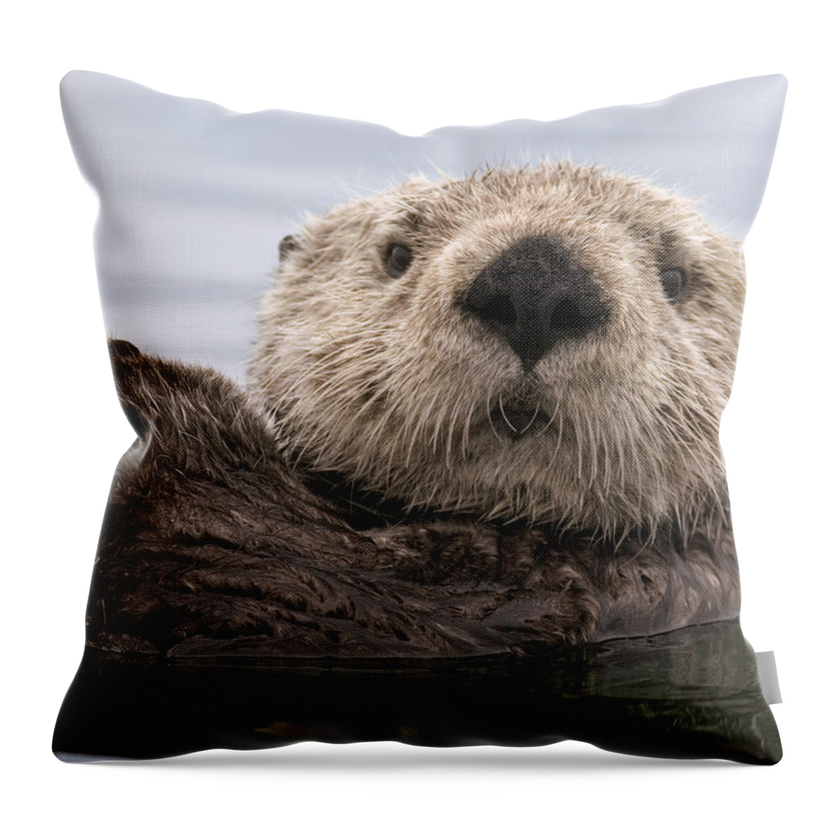 00429873 Throw Pillow featuring the photograph Sea Otter Elkhorn Slough Monterey Bay by Sebastian Kennerknecht