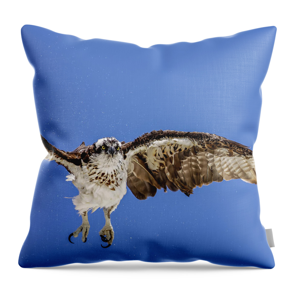 Naples Throw Pillow featuring the photograph Osprey by Peter Lakomy