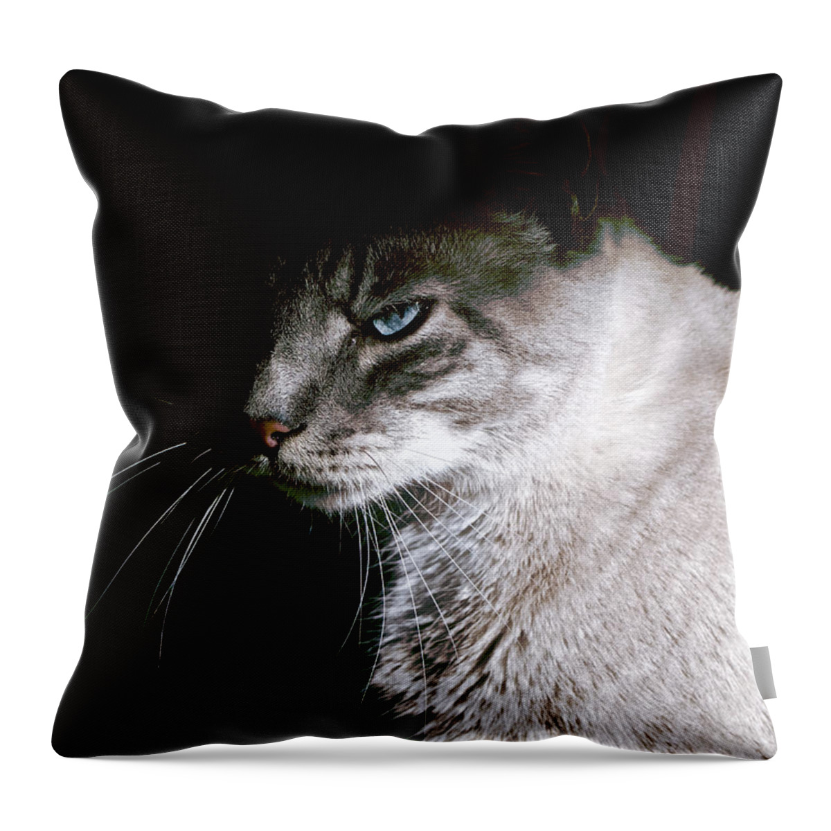 Cat Throw Pillow featuring the photograph A Glare by Rachel Morrison
