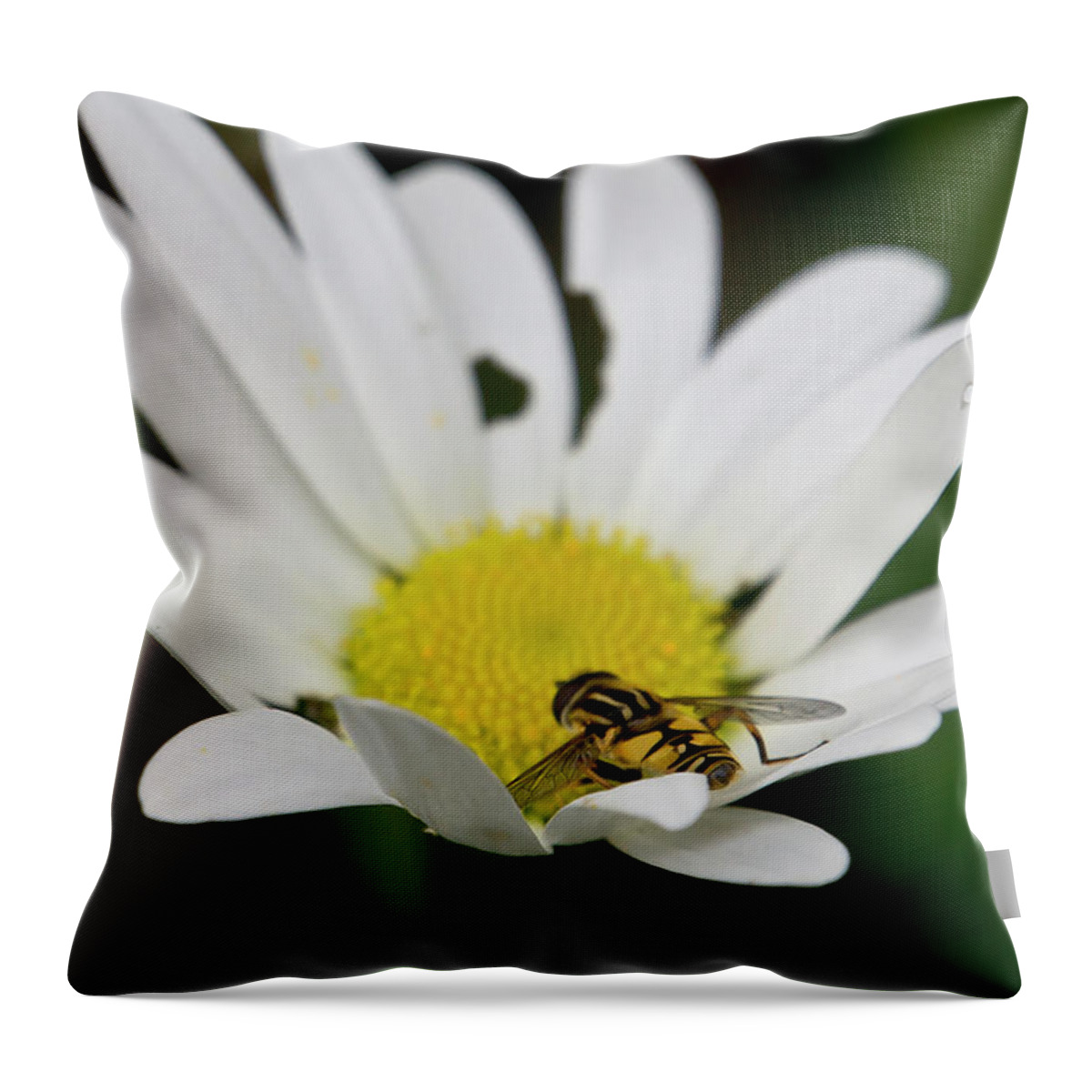 Nature Throw Pillow featuring the photograph A Hoverfly and a Daisy by Elena Perelman