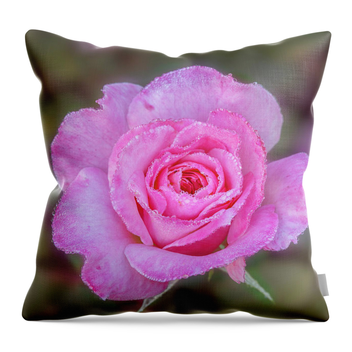 Rose Throw Pillow featuring the photograph A pink rose kissed by morning dew. by Usha Peddamatham