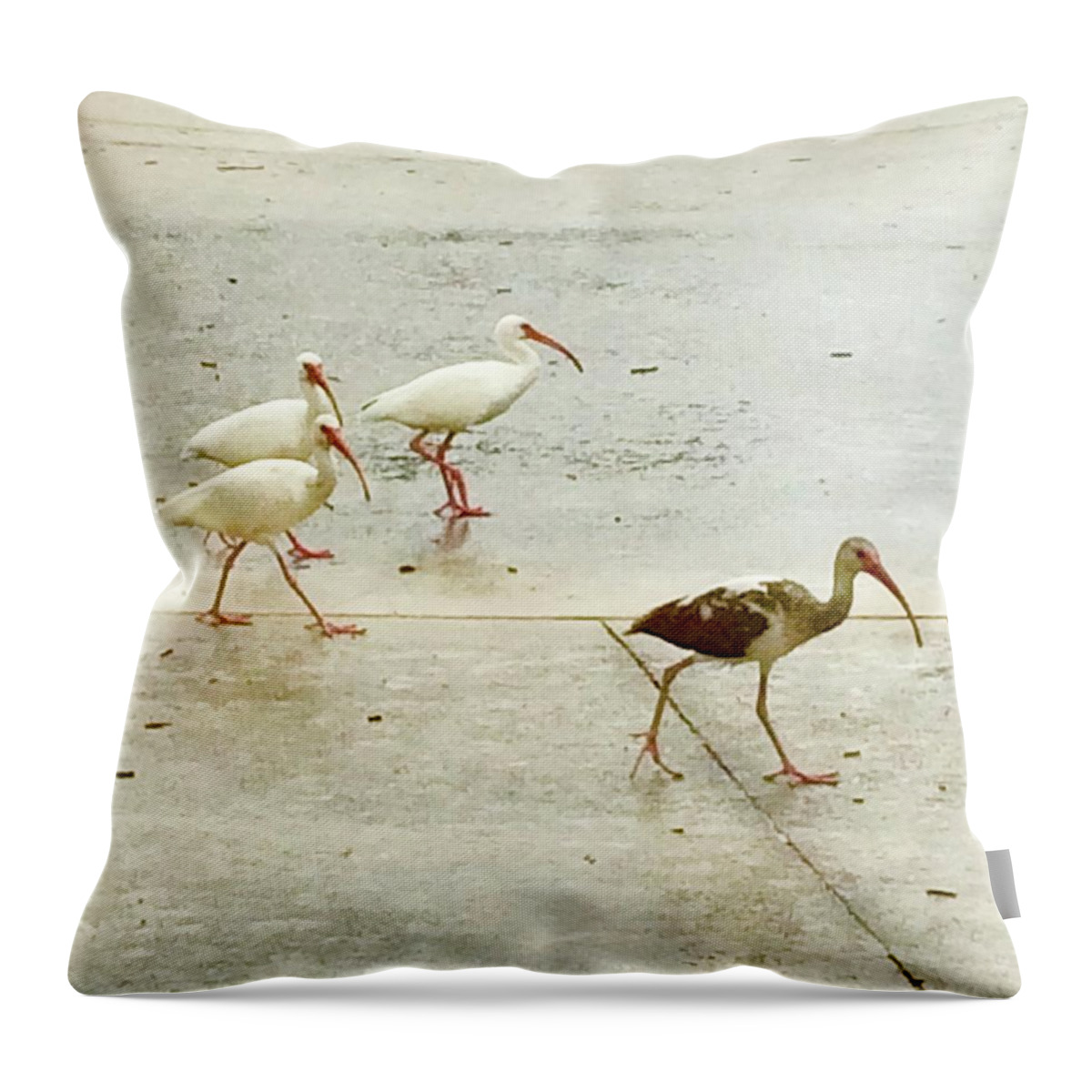 Egrets Throw Pillow featuring the photograph A Step Ahead by Suzanne Udell Levinger