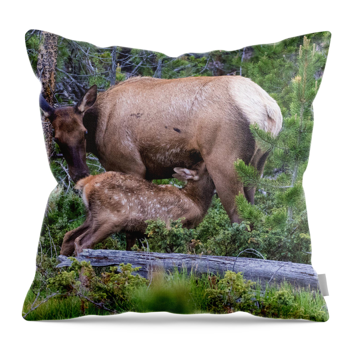Elk Calf Throw Pillow featuring the photograph A Sweet Moment In Time by Mindy Musick King
