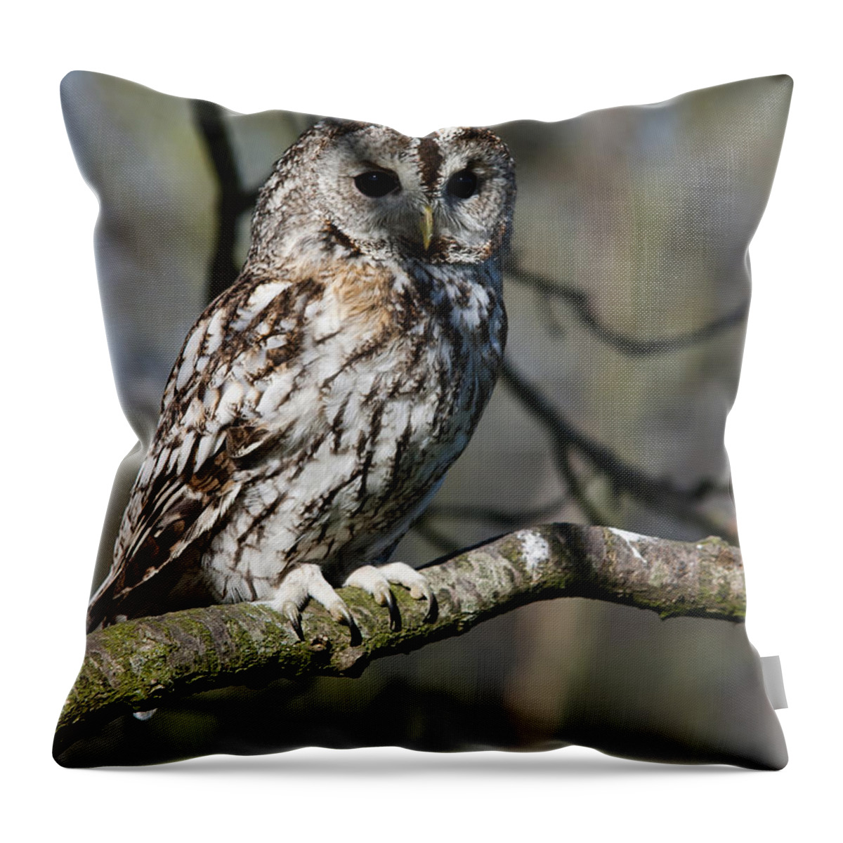 Tawny Owl Throw Pillow featuring the photograph A Tawny Owl by Andy Myatt