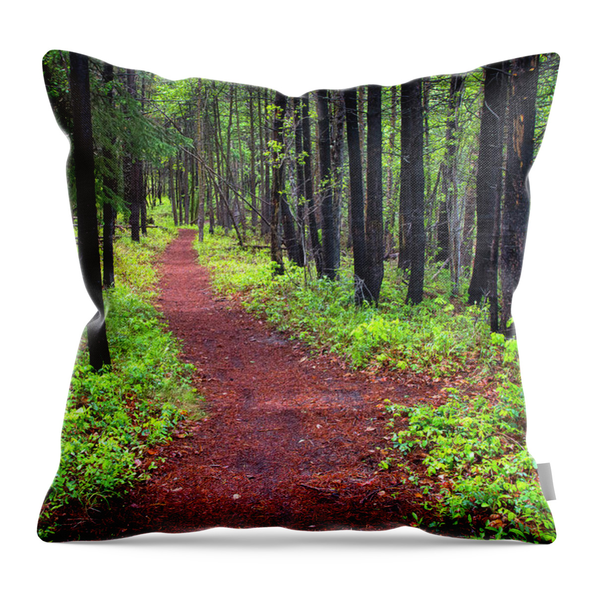 Forest Throw Pillow featuring the photograph A walk in the Forest by Bill Cubitt