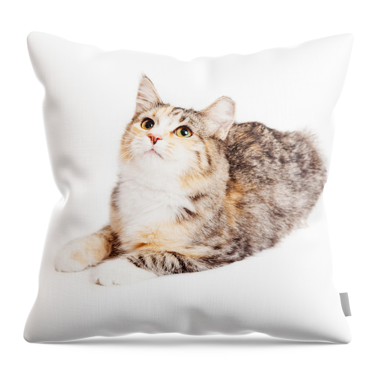 Adorable Throw Pillow featuring the photograph Adorable Calico Kitty Looking Up by Good Focused