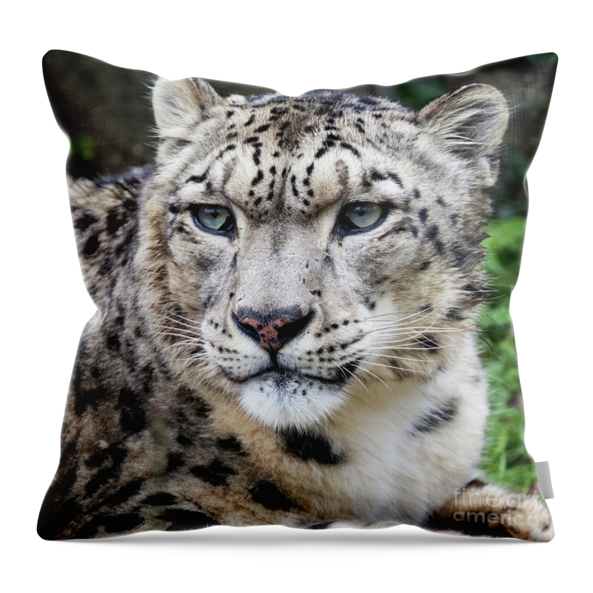 Leopard Throw Pillow featuring the photograph Adult snow leopard portrait by Jane Rix