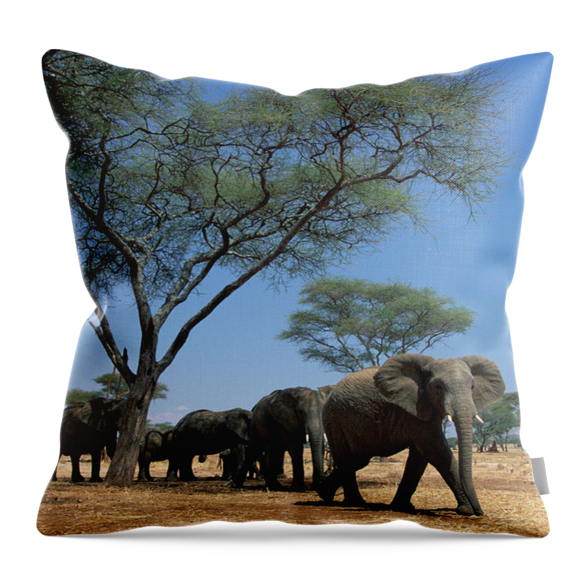 Mp Throw Pillow featuring the photograph African Elephant Loxodonta Africana by Gerry Ellis