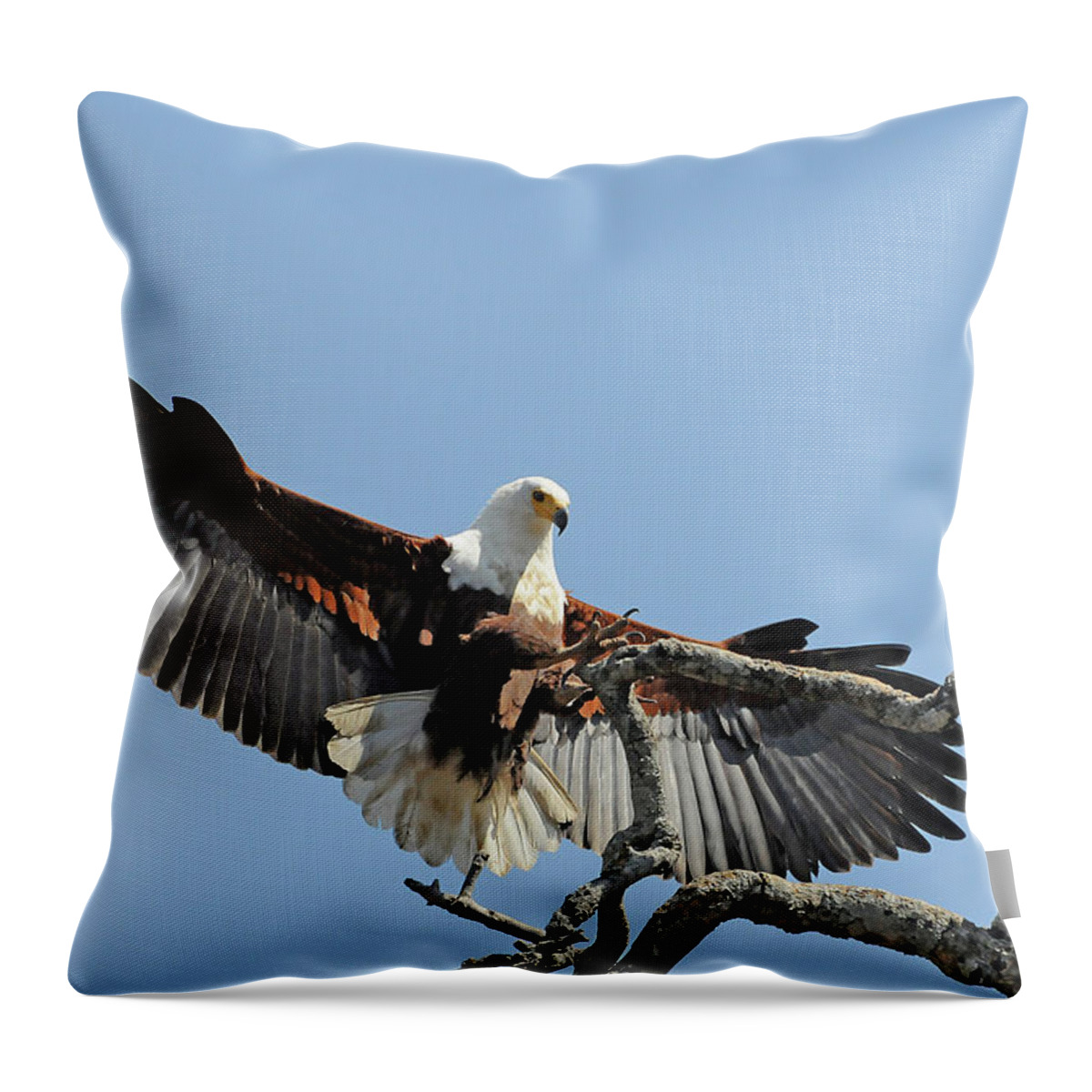 Africa Throw Pillow featuring the photograph African Fish Eagle by Ted Keller