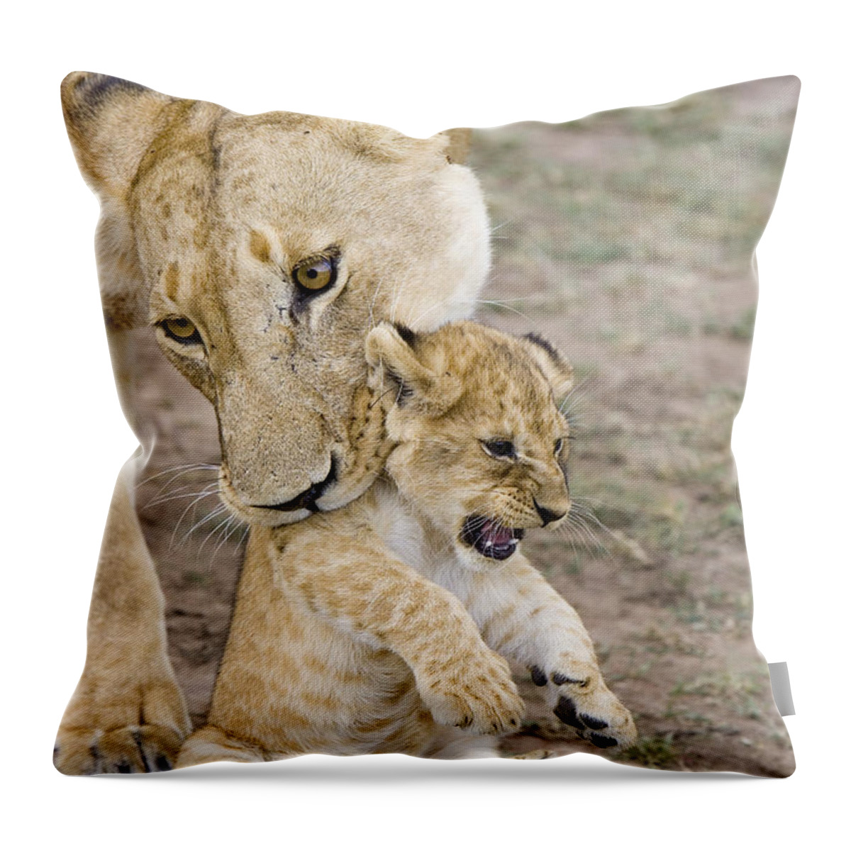 00761319 Throw Pillow featuring the photograph African Lion Mother Picking Up Cub by Suzi Eszterhas