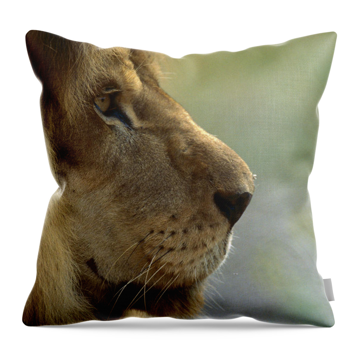 Mp Throw Pillow featuring the photograph African Lion Panthera Leo Male Portrait by Zssd