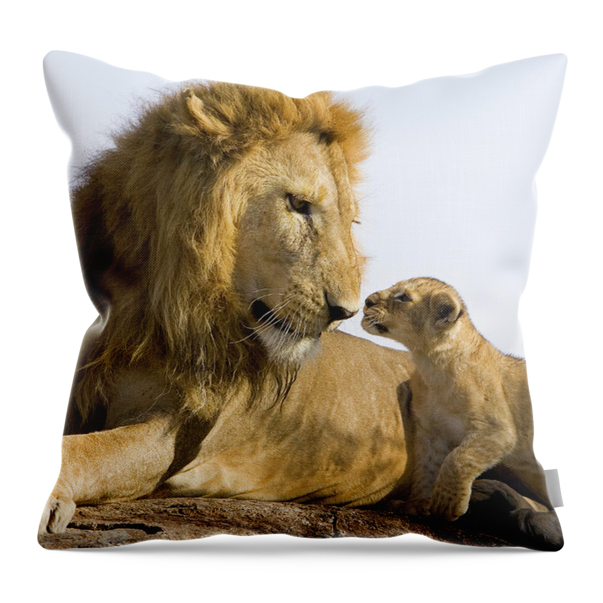 Mp Throw Pillow featuring the photograph African Lion Panthera Leo Seven by Suzi Eszterhas