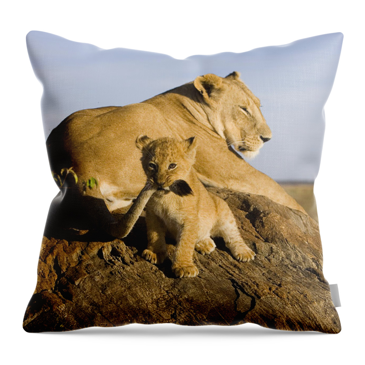 Mp Throw Pillow featuring the photograph African Lion With Mother's Tail by Suzi Eszterhas