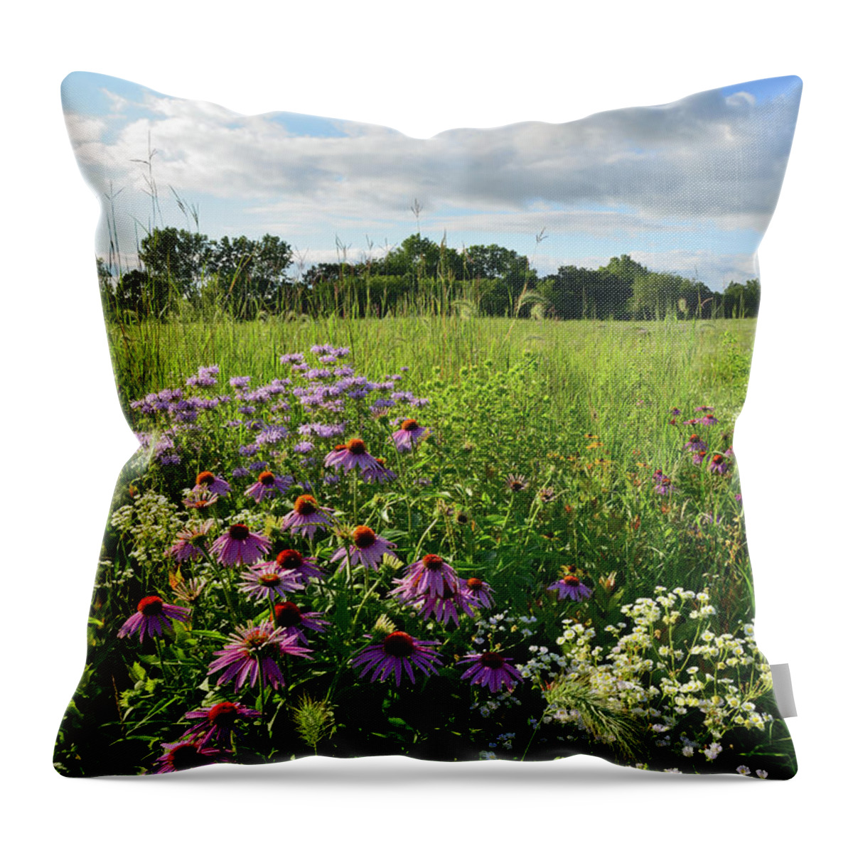 Black Eyed Susan Throw Pillow featuring the photograph Afternoon in Moraine Hills State Park by Ray Mathis