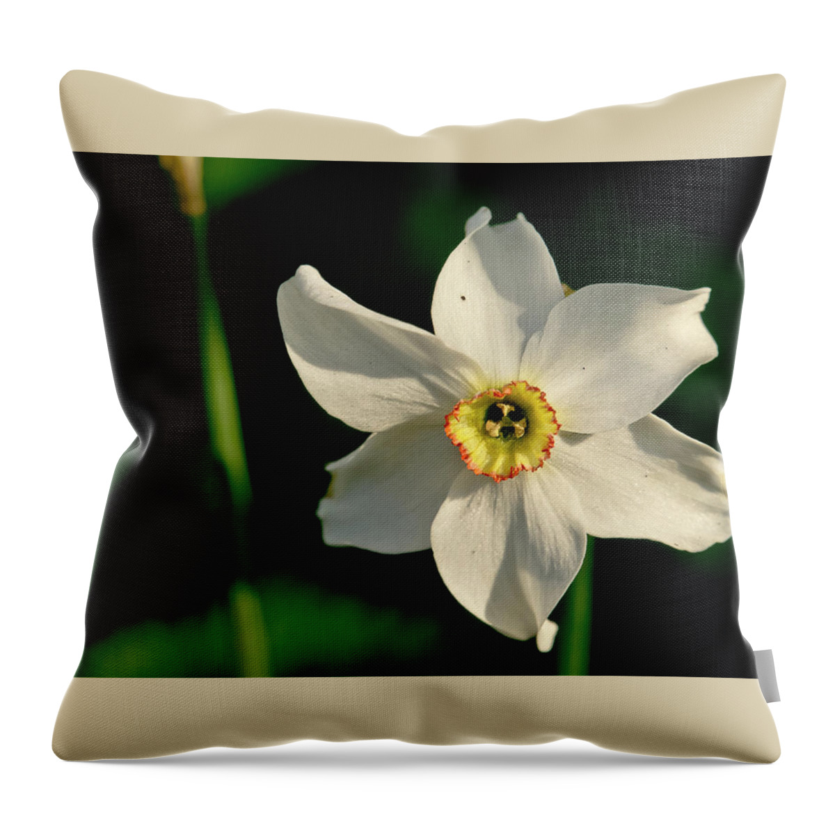 Forest Throw Pillow featuring the photograph Afternoon of Narcissus Poeticus. by Elena Perelman