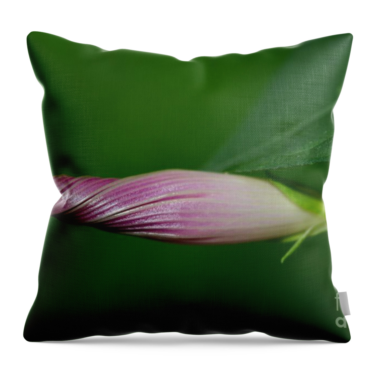 Morning Glory Throw Pillow featuring the photograph All Wound Up by Dani McEvoy