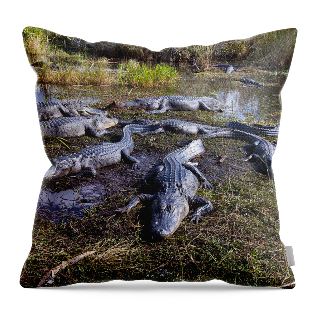 Nature Throw Pillow featuring the photograph Alligators 280 by Michael Fryd