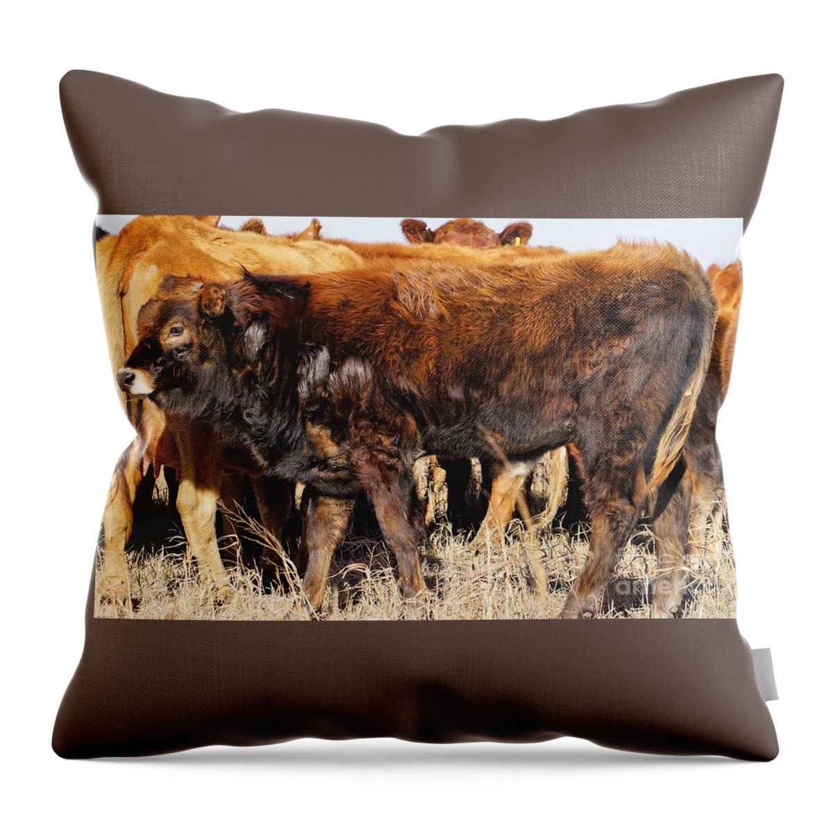 Calf Throw Pillow featuring the photograph Almost as Tall by Merle Grenz
