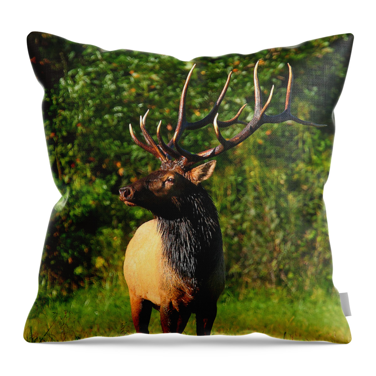 Bull Elk Throw Pillow featuring the photograph Alpha Bull Elk in Boxley Valley by Michael Dougherty