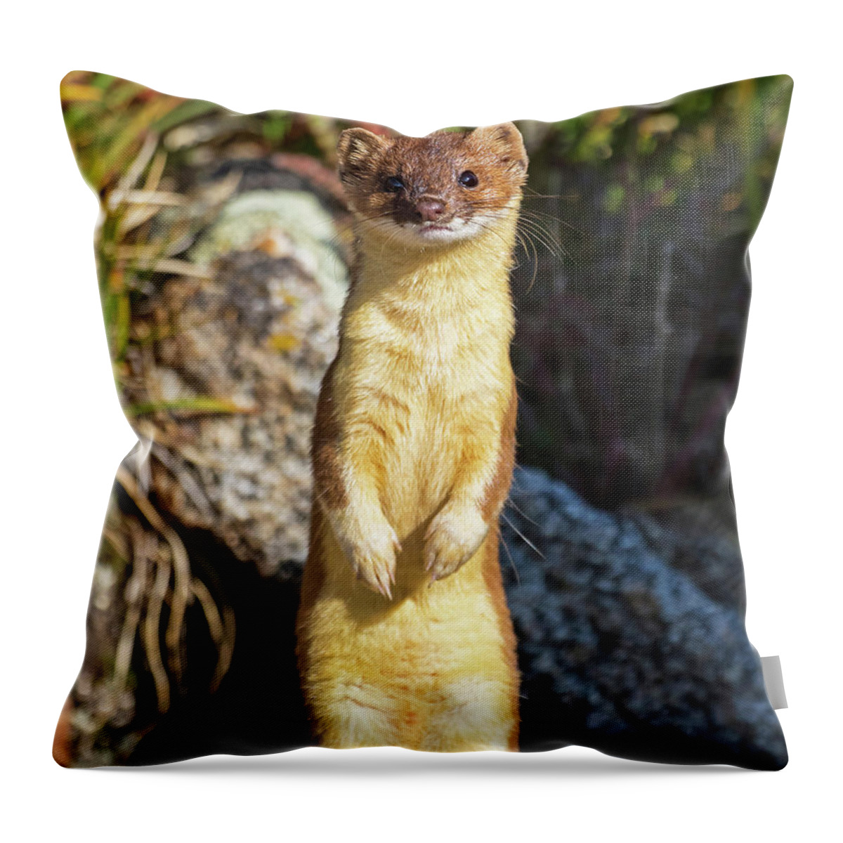 Long-tailed Weasel Throw Pillow featuring the photograph Alpine Tundra Weasel #3 by Mindy Musick King