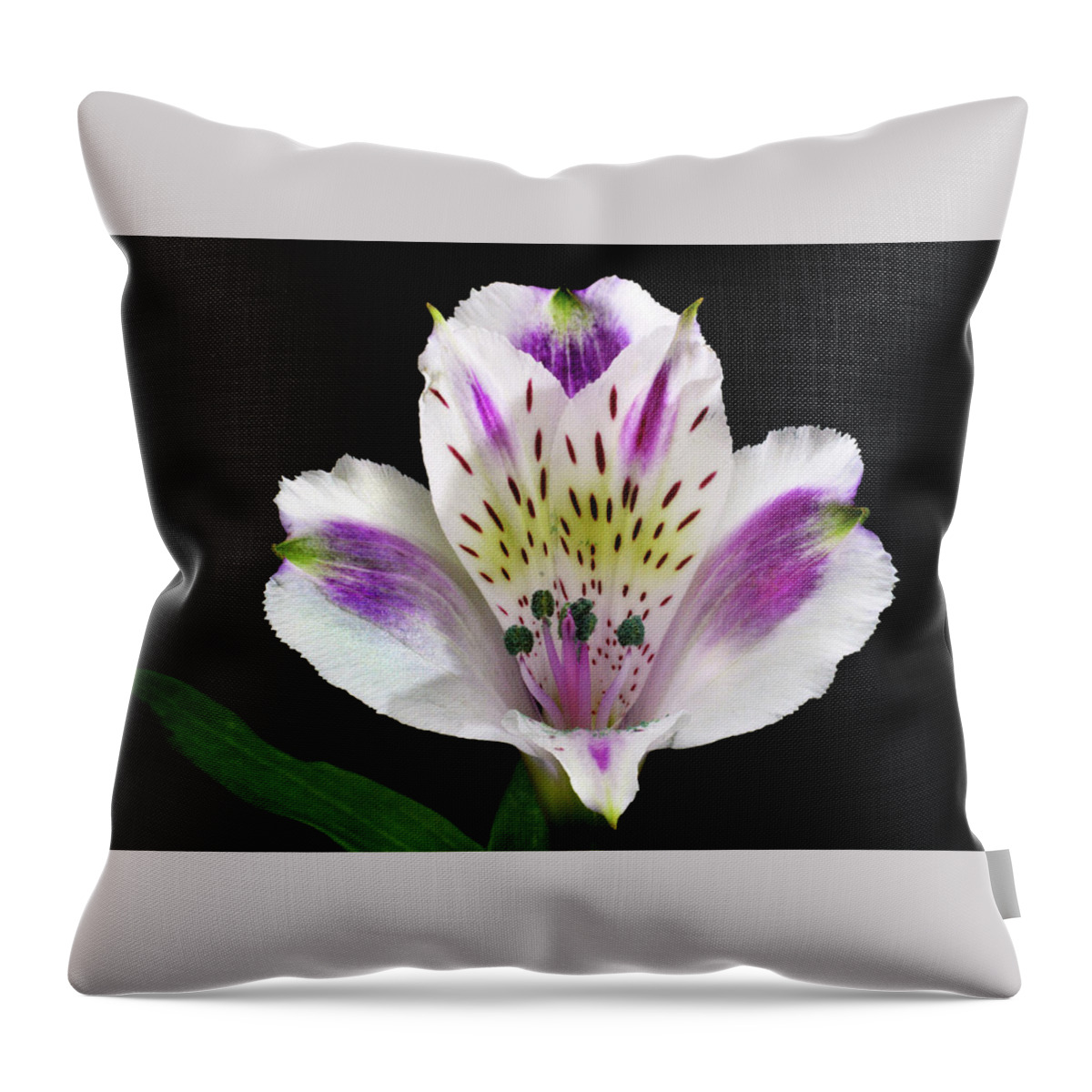 Peruvian Lily Throw Pillow featuring the photograph Alstroemeria Portrait. by Terence Davis