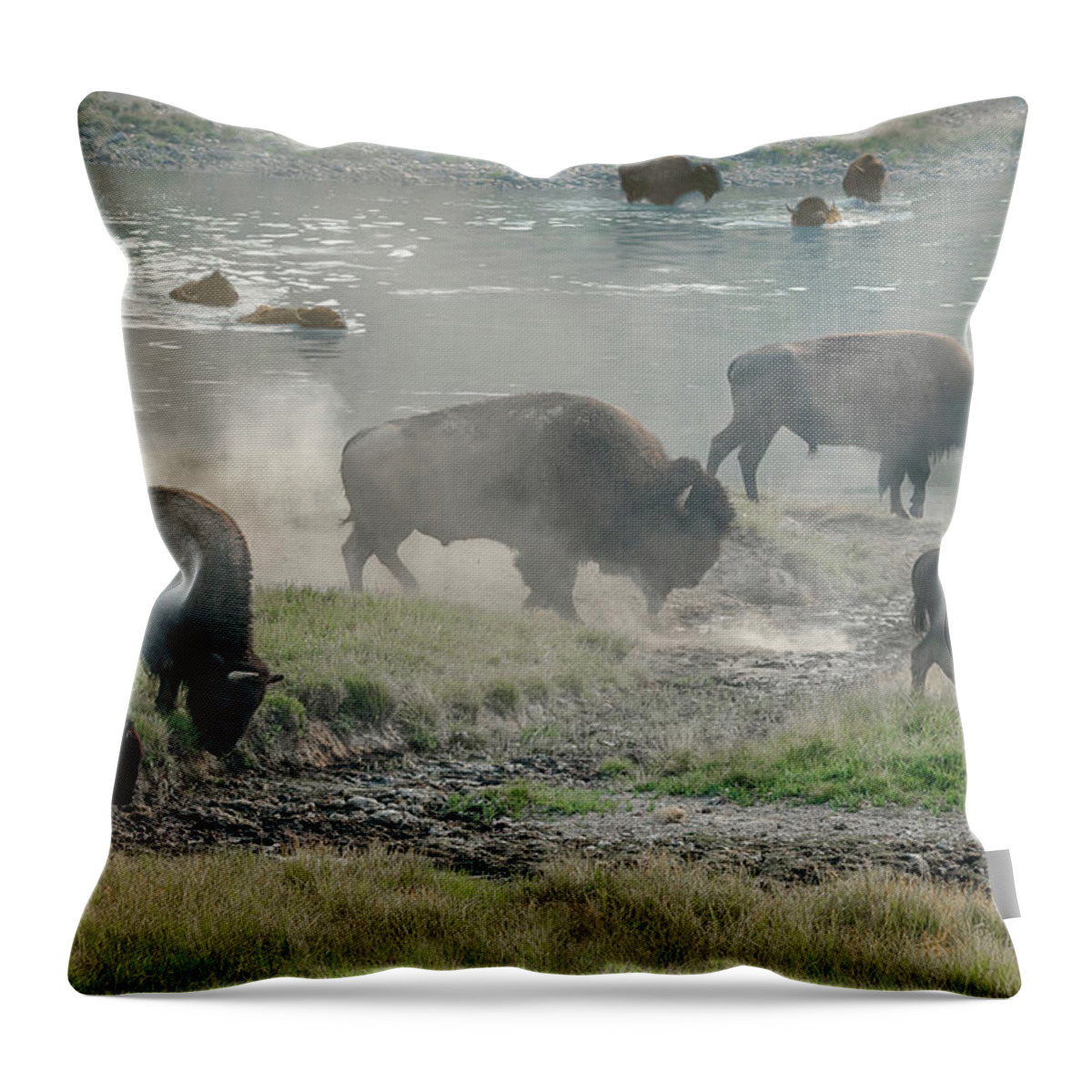 Buffalos Throw Pillow featuring the photograph American Buffalo by Jaime Mercado