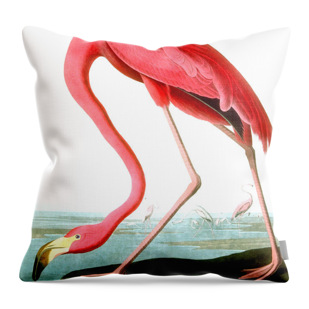 Bird Throw Pillow featuring the painting American Flamingo by John James Audubon