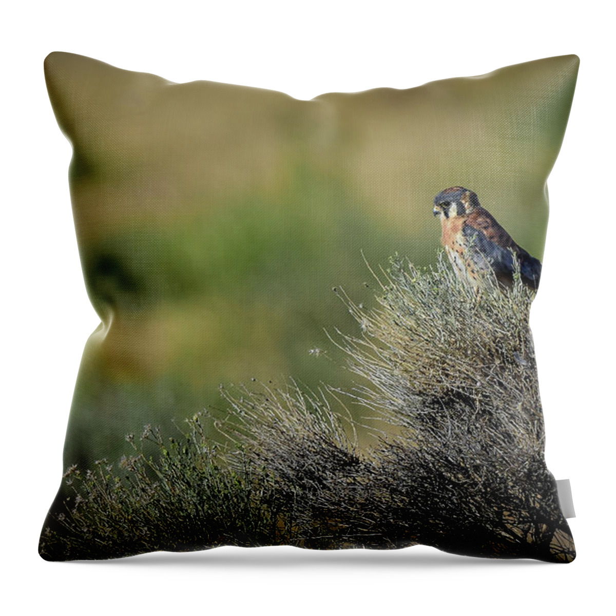 Kestrel Throw Pillow featuring the photograph American Kestrel 2 by Rick Mosher