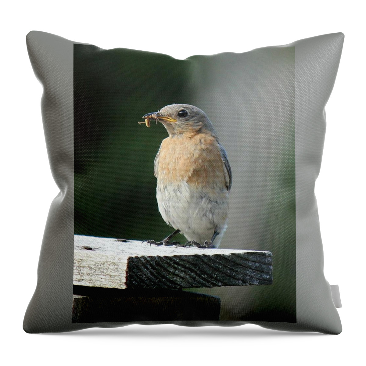 Robin Throw Pillow featuring the photograph American Robin by Charles and Melisa Morrison