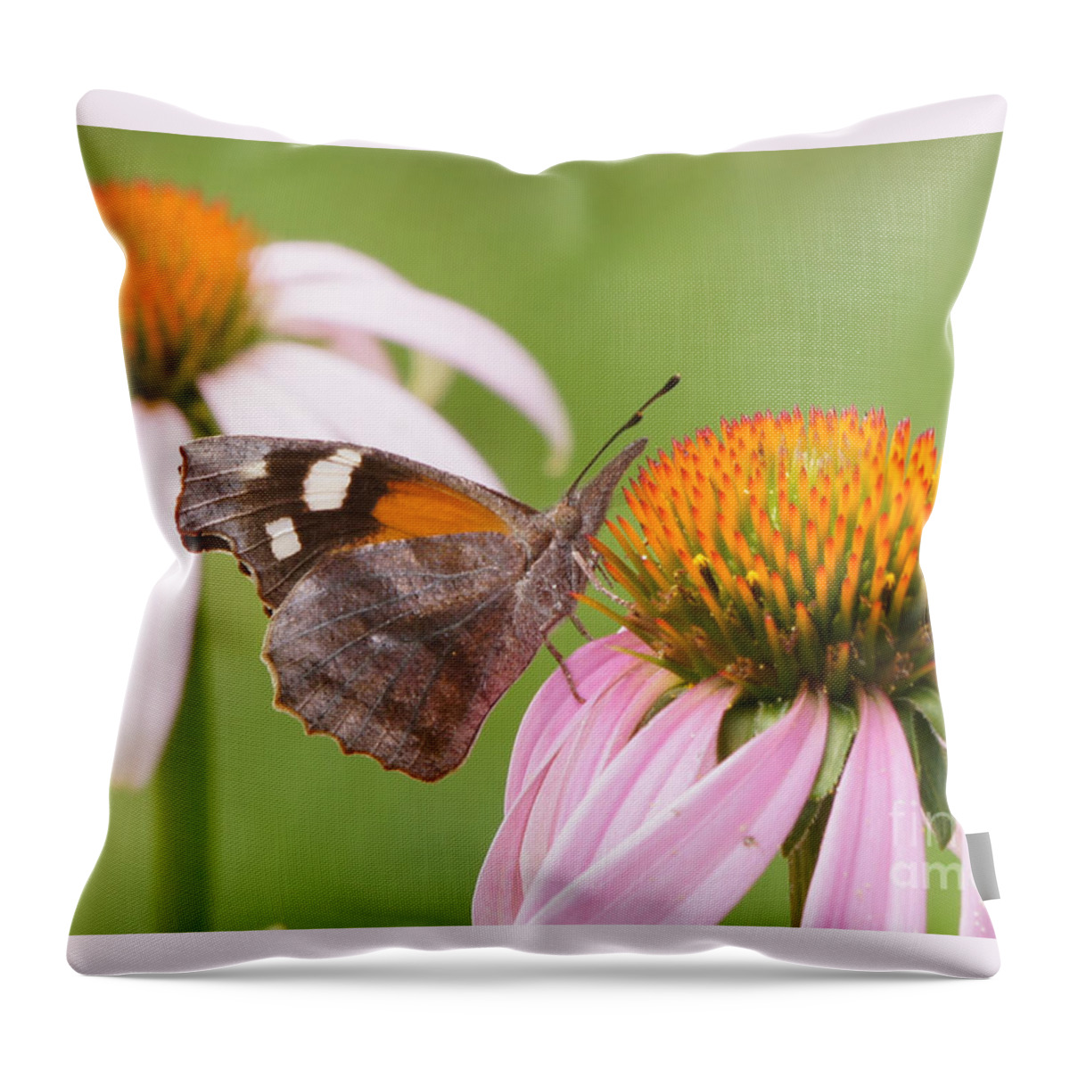 American Snout Throw Pillow featuring the photograph American Snout Butterfly on Echinacea by Robert E Alter Reflections of Infinity