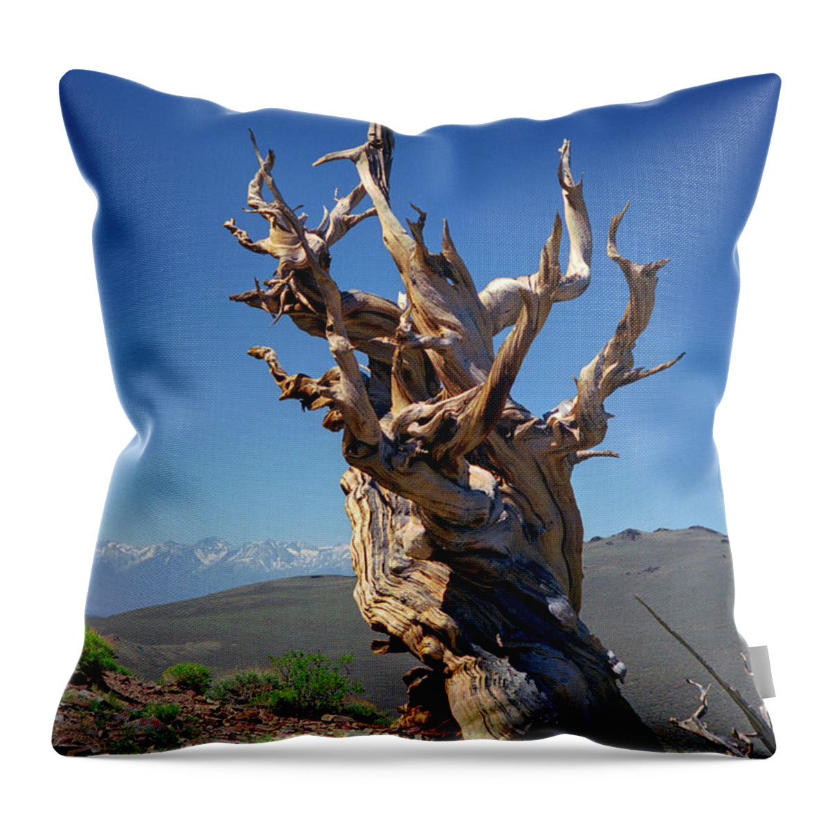 Bristlecone Pine Throw Pillow featuring the photograph Ancient Bristlecone Pine Tree Composition 2, Inyo National Forest, White Mountains, California by Kathy Anselmo