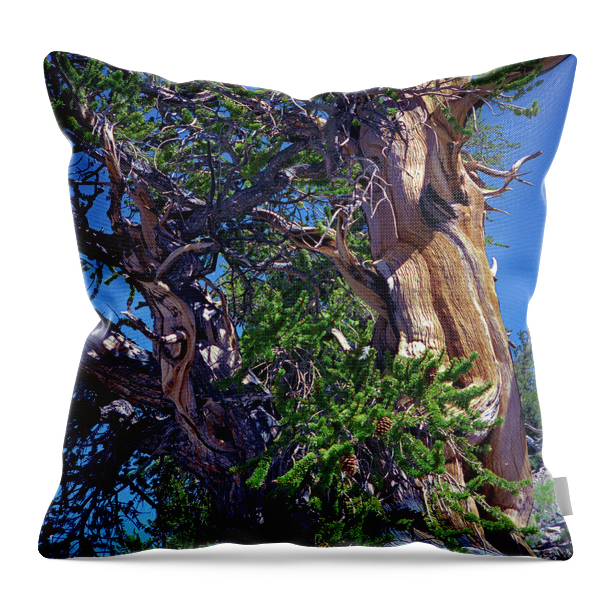 Bristlecone Pine Throw Pillow featuring the photograph Ancient Bristlecone Pine Tree Composition 3, Inyo National Forest, White Mountains, California by Kathy Anselmo