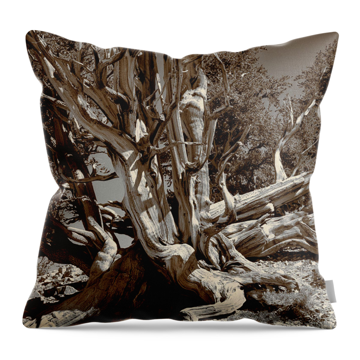 Bristlecone Pine Throw Pillow featuring the photograph Ancient Bristlecone Pine Tree, Composition 5 sepia tone, Inyo National Forest, California by Kathy Anselmo