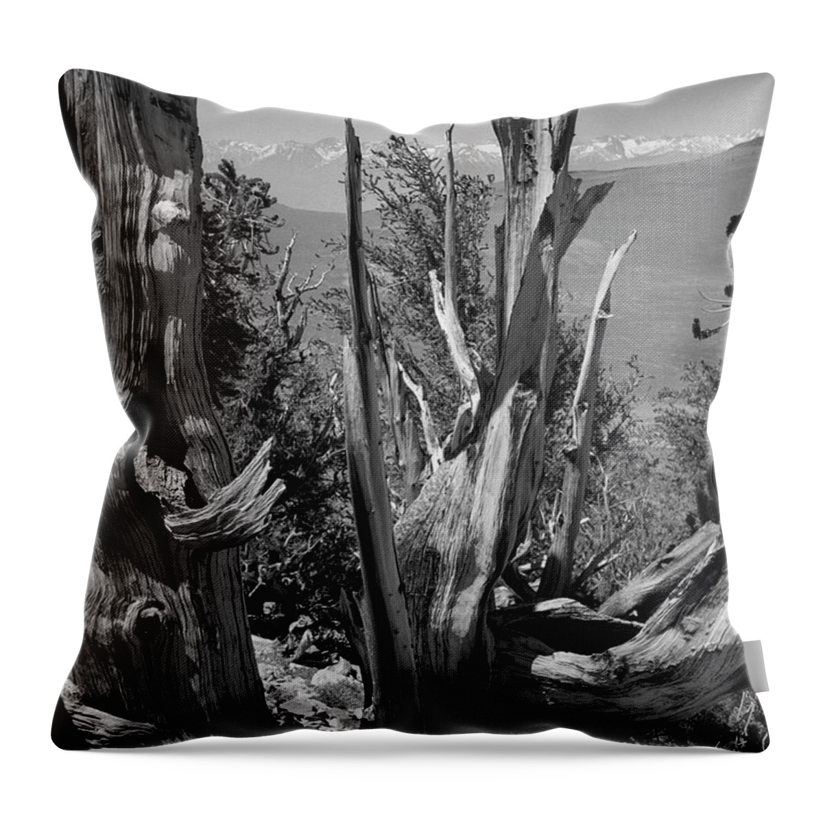 Bristlecone Pine Throw Pillow featuring the photograph Ancient Bristlecone Pine Tree, Composition 8, Inyo National Forest, White Mountains, California by Kathy Anselmo
