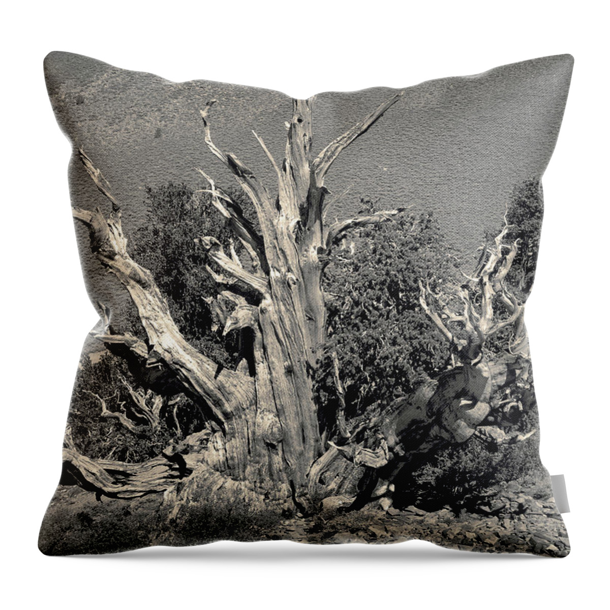 Bristlecone Pine Throw Pillow featuring the photograph Ancient Bristlecone Pine Tree, Composition 9 selenium sepia toned, Inyo National Forest, California by Kathy Anselmo