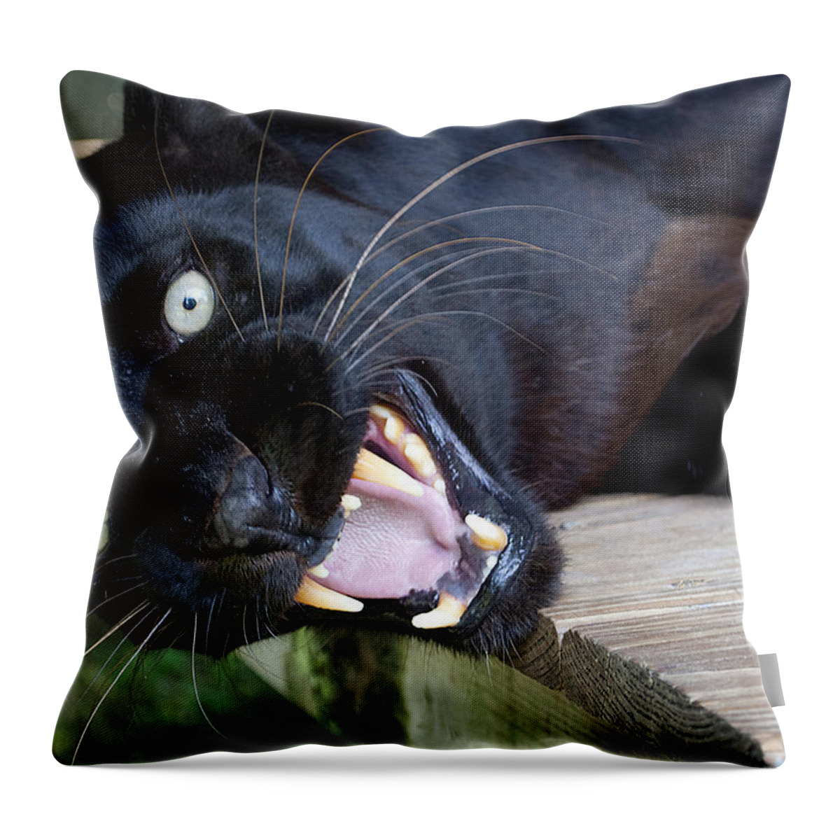 Angry Black Panther Throw Pillow by Kenneth Albin - Pixels