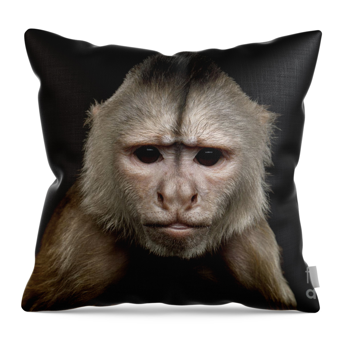 Capuchin Throw Pillow featuring the photograph Angry Capuchin by Sergey Taran