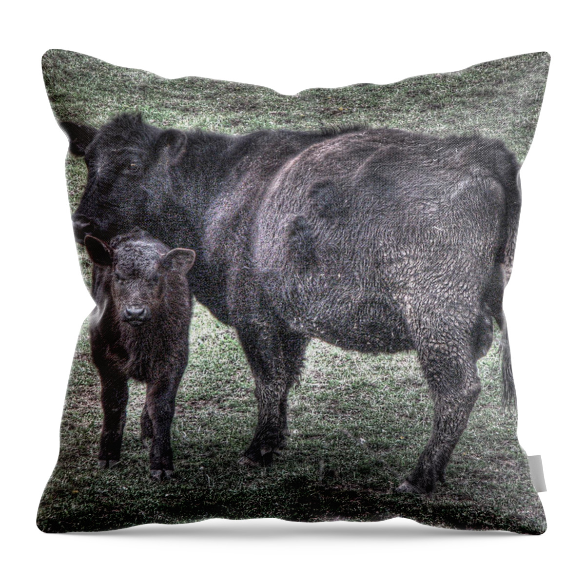 Angus We Have Heard On High Throw Pillow featuring the photograph Angus We Have Heard on High by William Fields