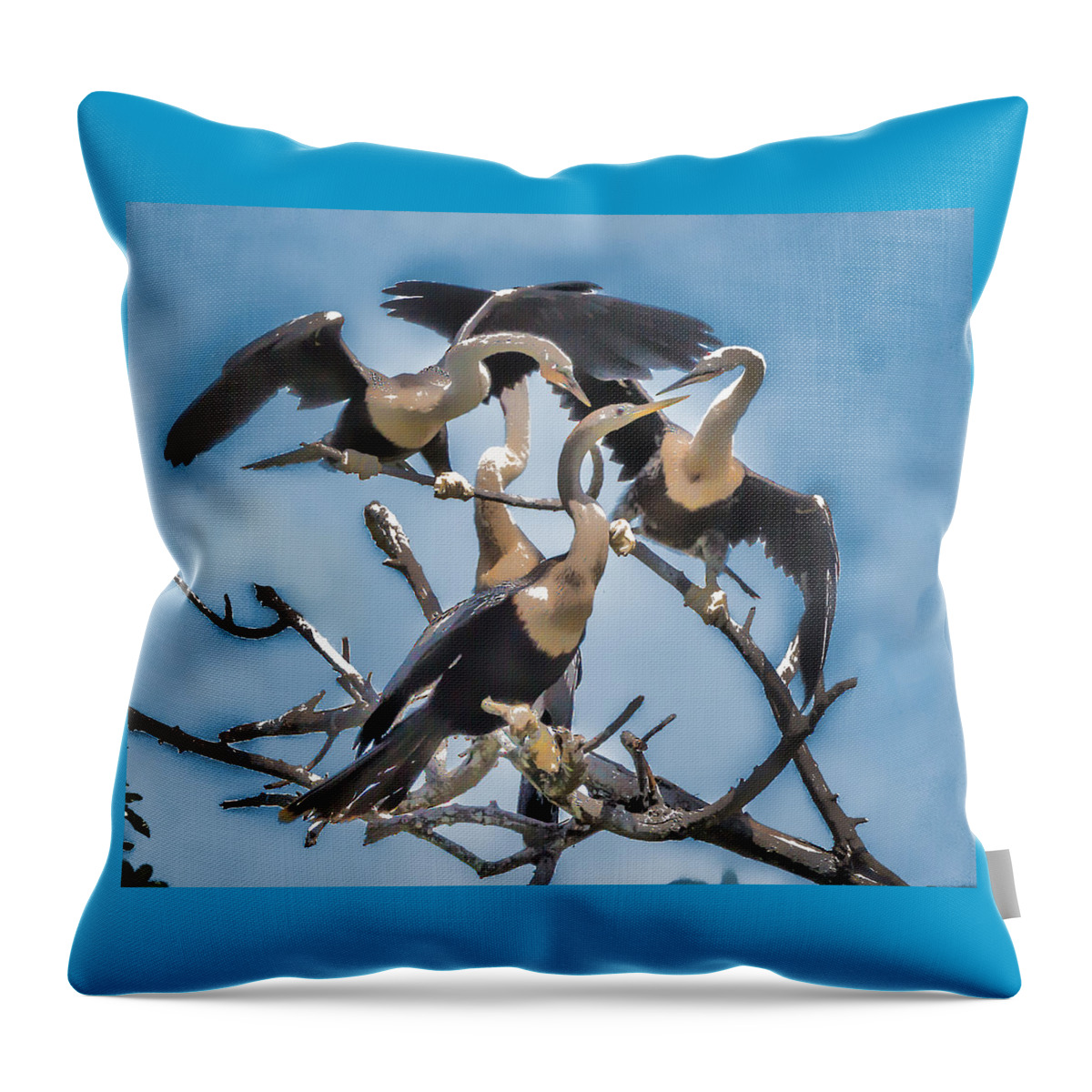 Birds Throw Pillow featuring the photograph Anhinga Feeding Time by Richard Goldman