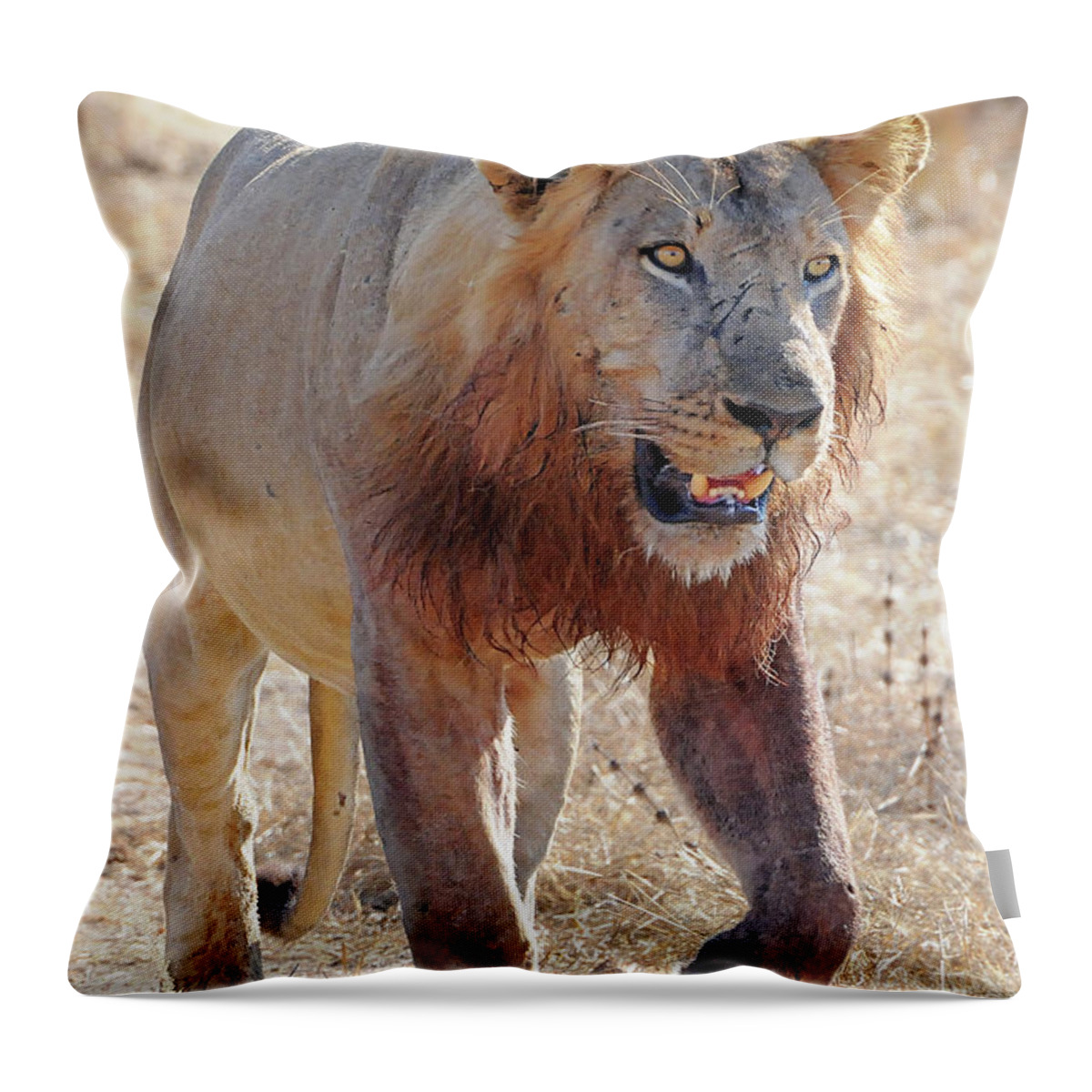 Lion Throw Pillow featuring the photograph Approaching Lion by Ted Keller
