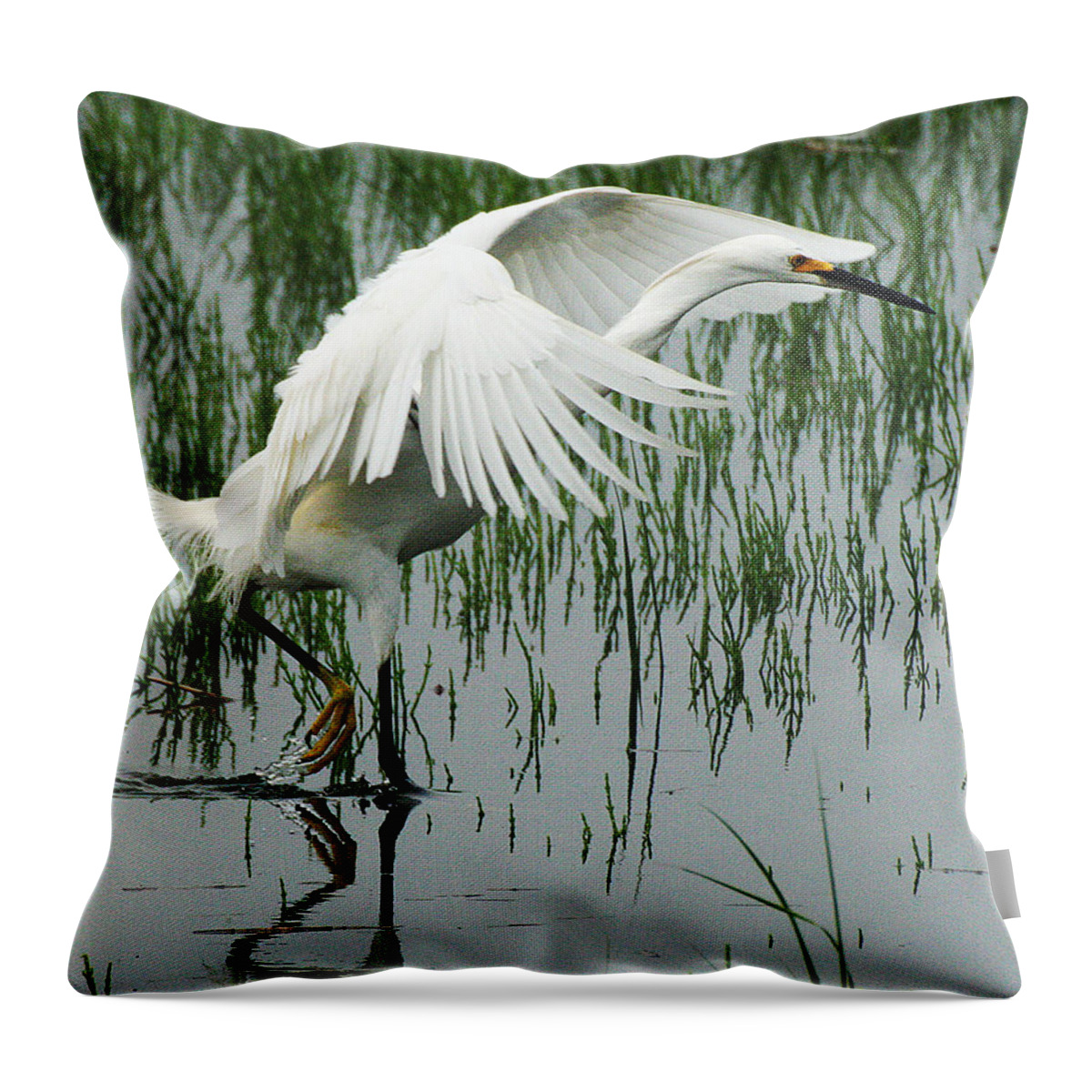 Wildlife Throw Pillow featuring the photograph Arched Wings by William Selander