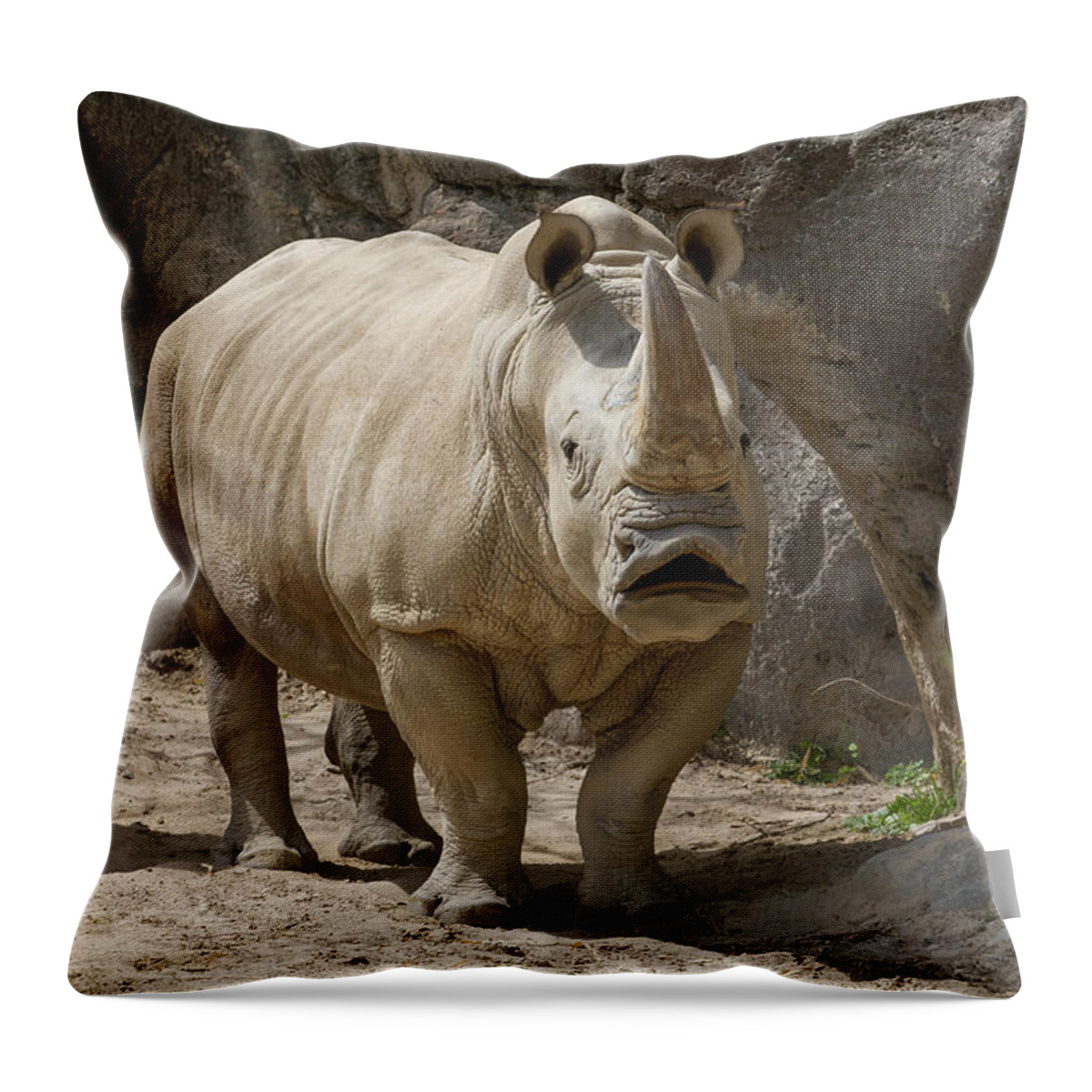 African Wildlife Throw Pillow featuring the photograph Love is in the Air by Chris Scroggins
